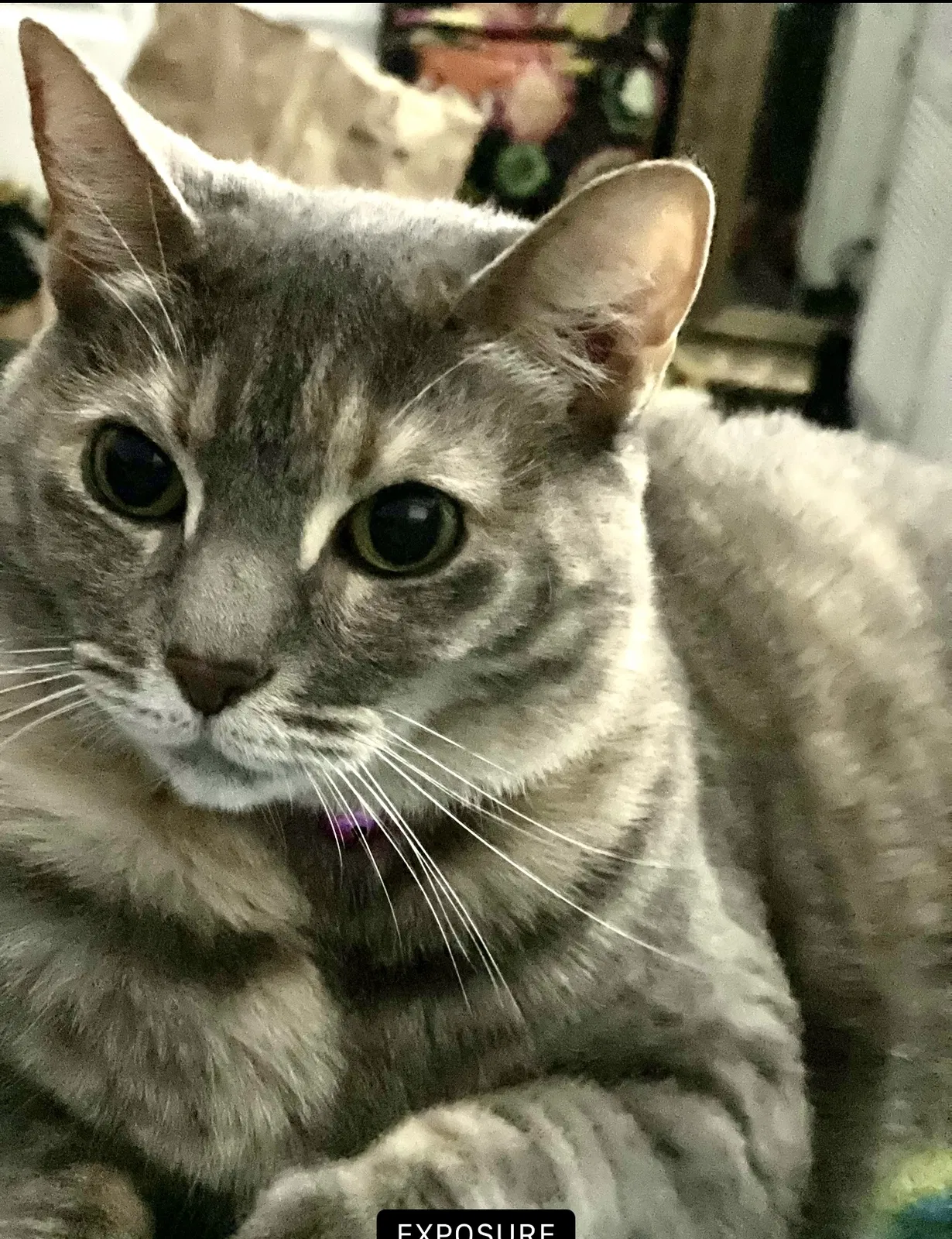Lost cat in Palm Harbor, FL, 34684