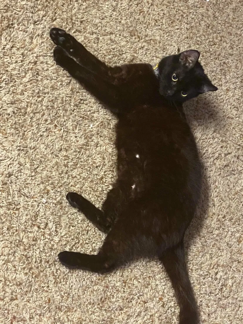 Lost cat in Vancouver, WA, 98661