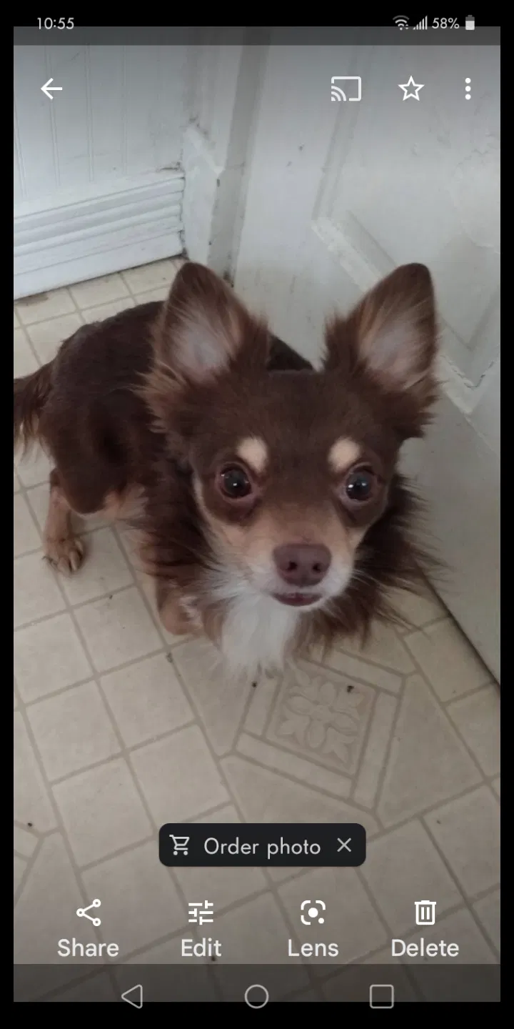 Lost dog in Shelbyville, IN, 46176