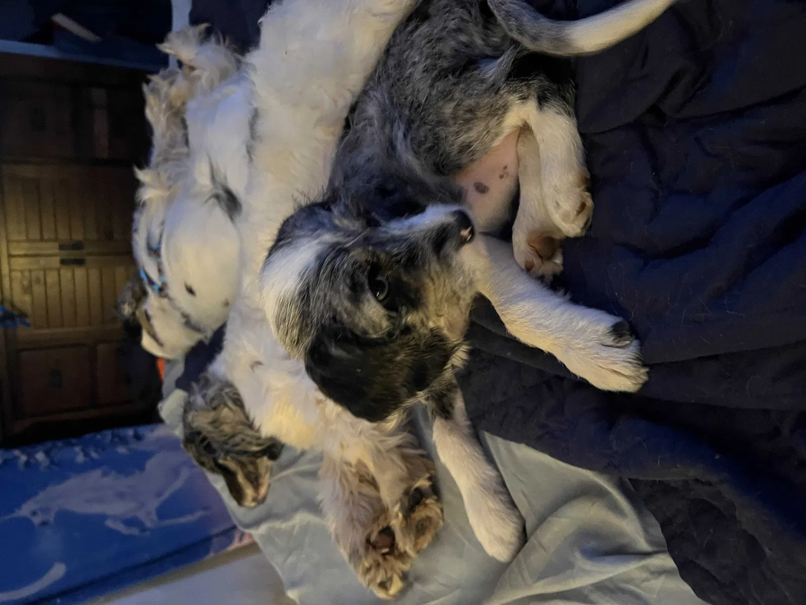 Lost dog in New London, NC, 28127