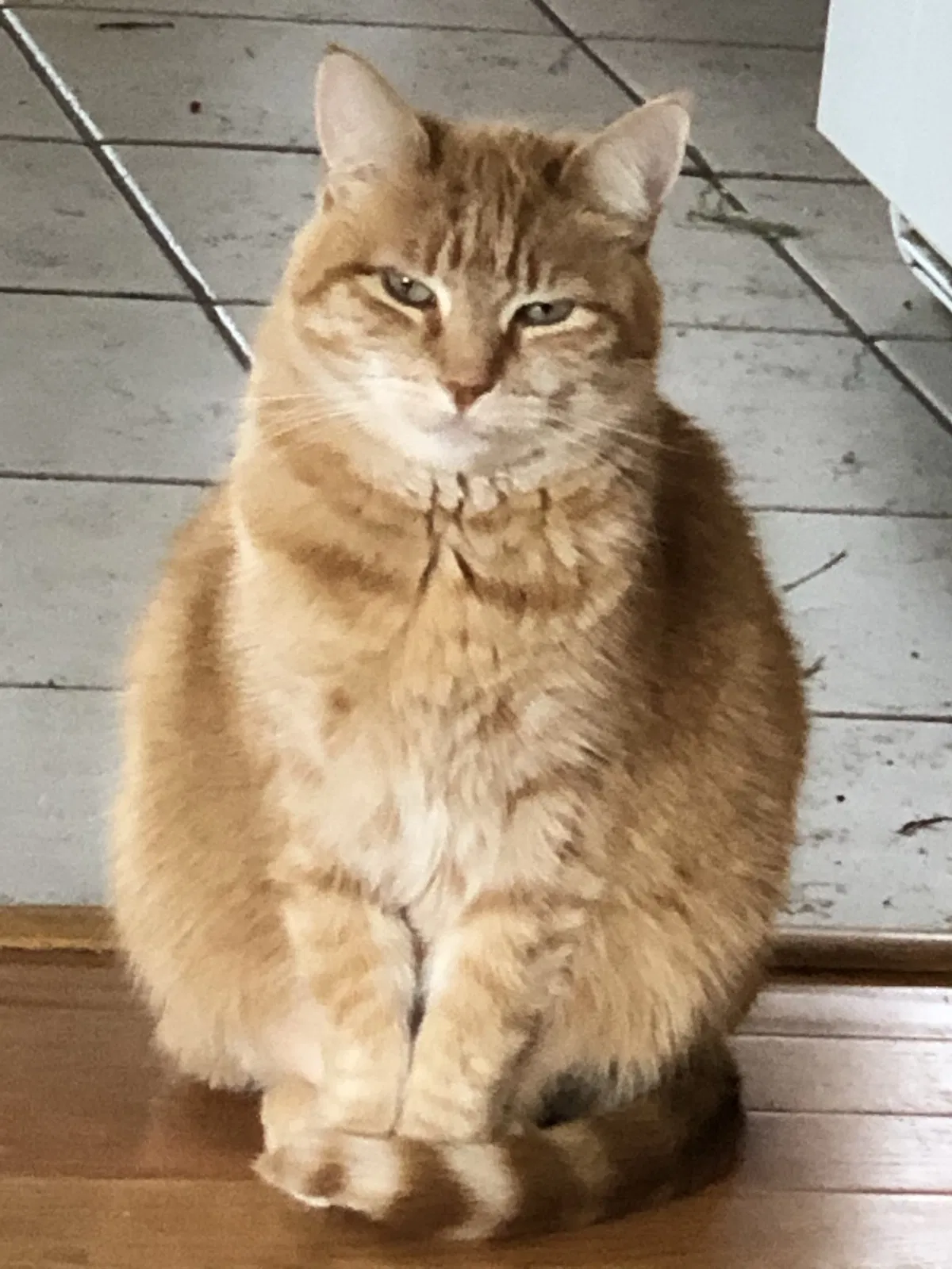Lost cat in Minneapolis, MN, 55443
