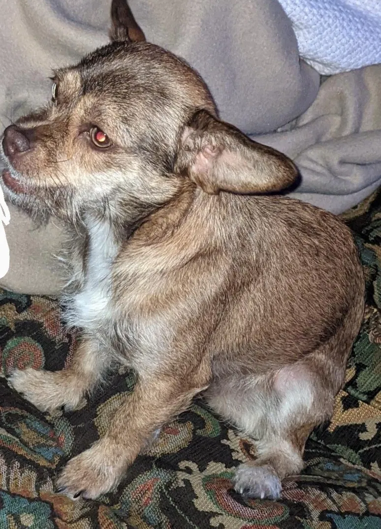 Lost dog in Saint Paul, MN, 55123