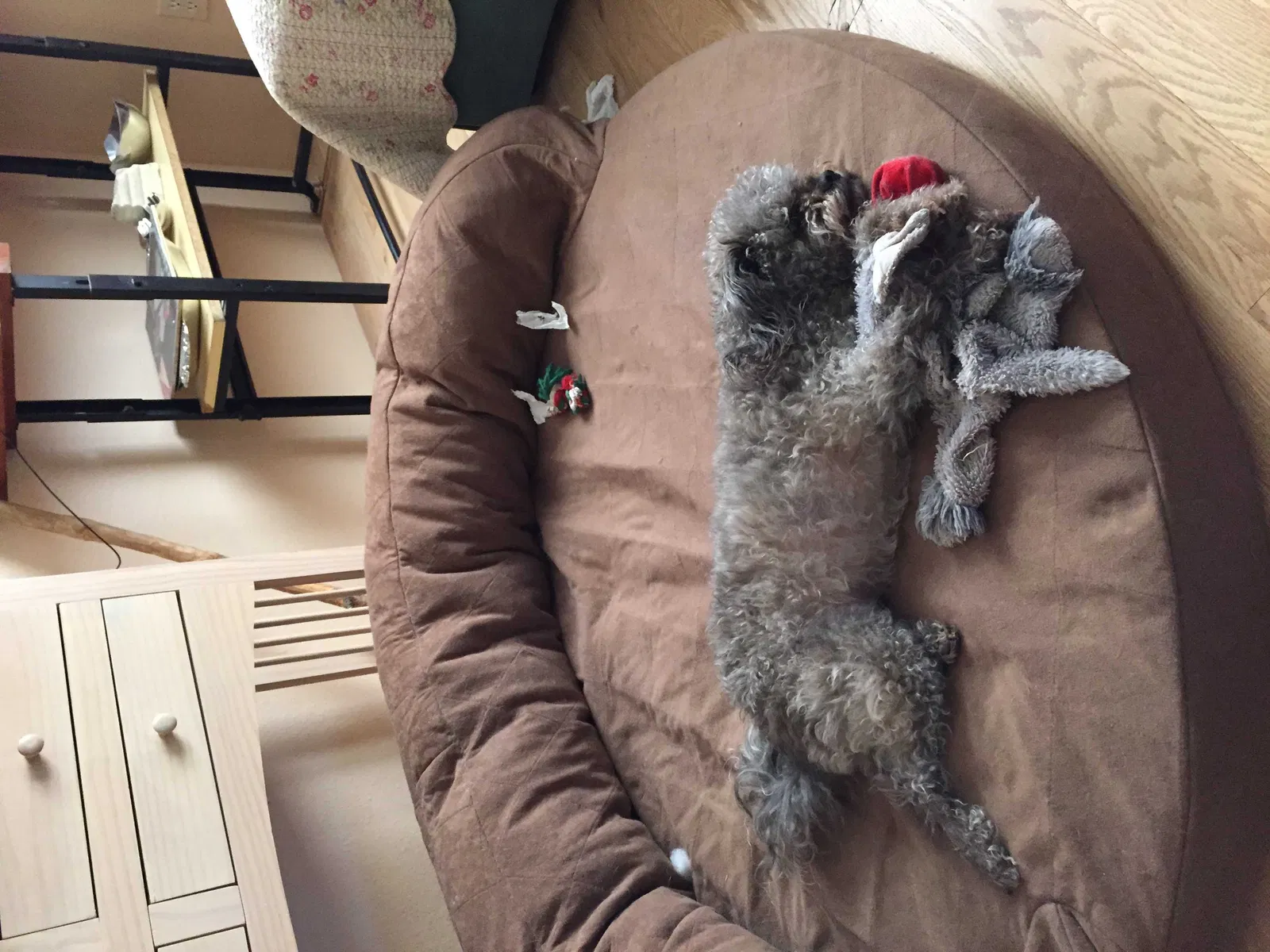 Lost dog in Albuquerque, NM, 87114