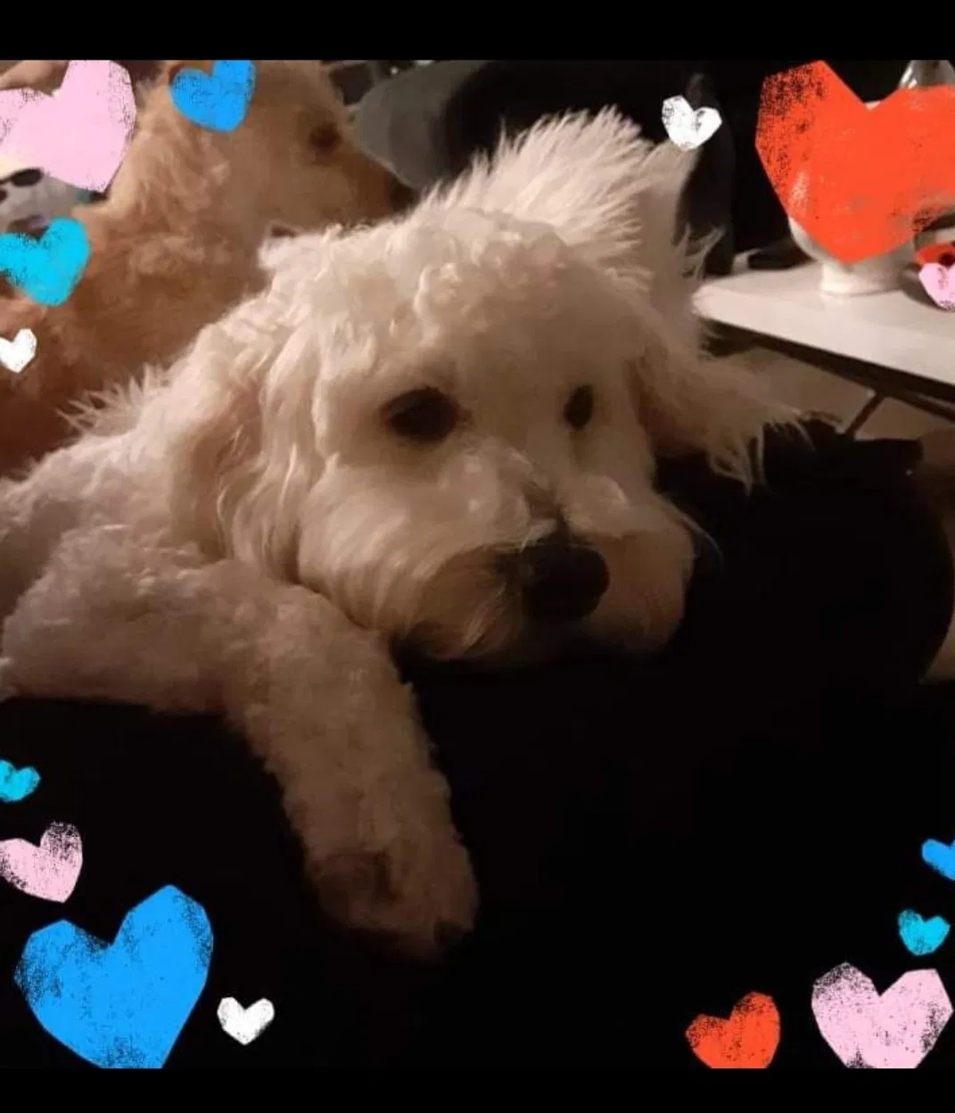 Lost dog in El Paso, TX, 79938