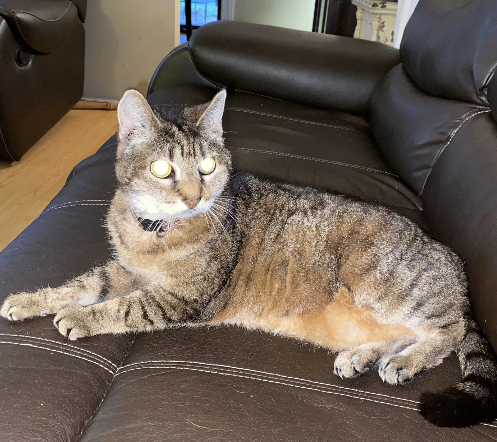 Lost cat in Augusta, GA, 30907