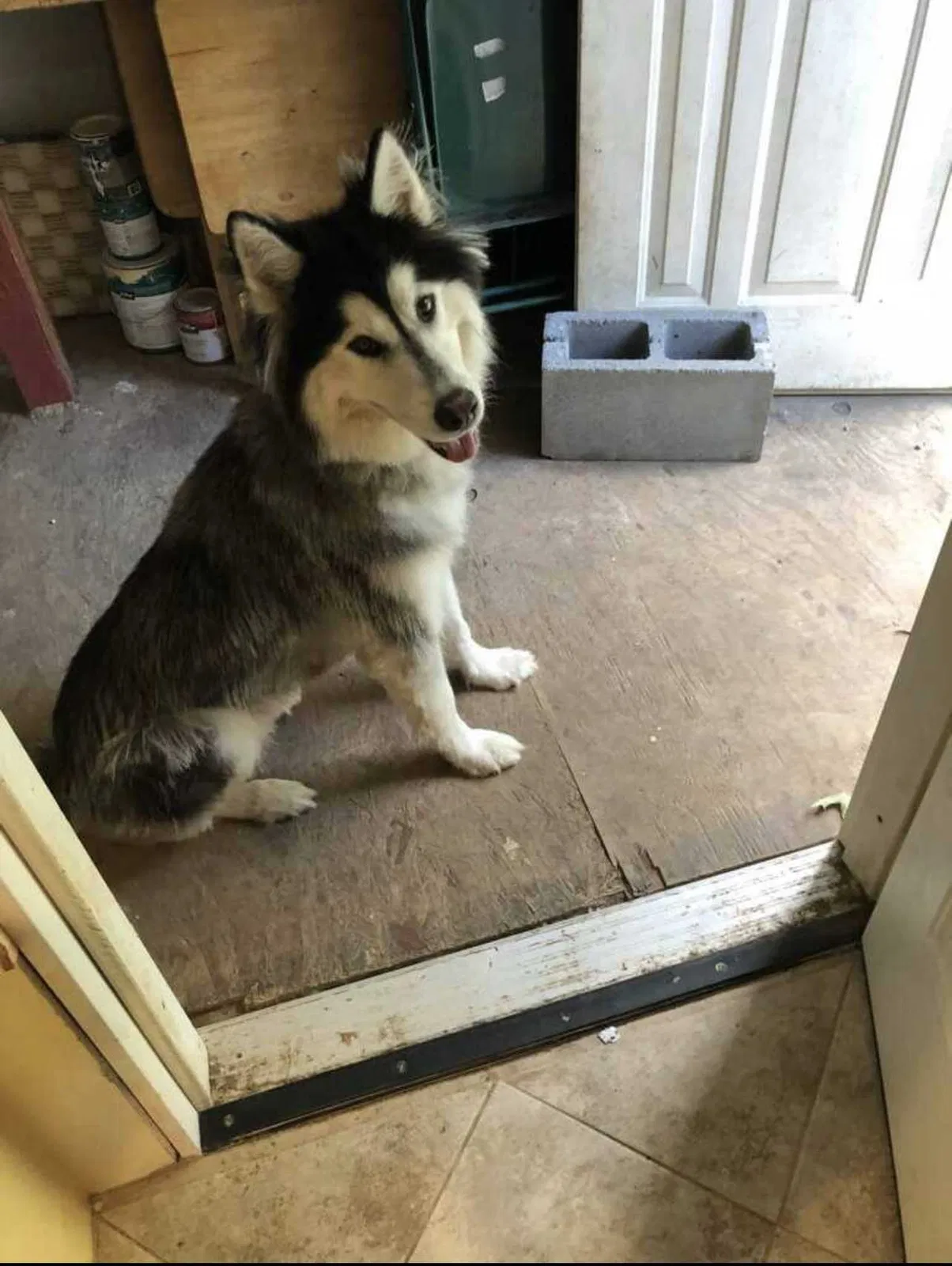 Lost dog in Tulsa, OK, 74110