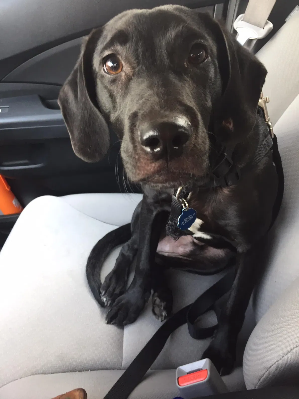 Lost dog in New Orleans, LA, 70115