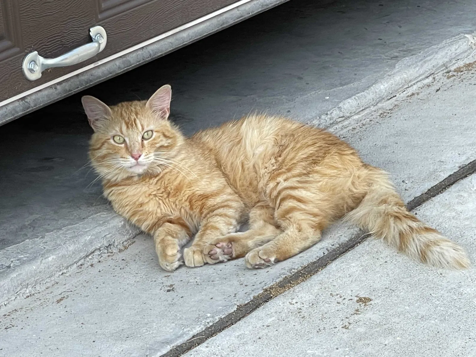 Lost cat in Houston, TX, 77072
