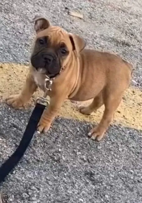 Lost dog in San Bernardino, CA, 92405