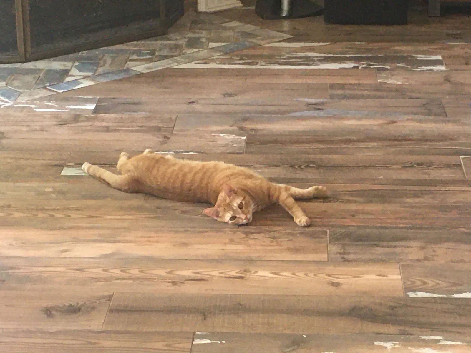 Lost cat in Kingwood, TX, 77345