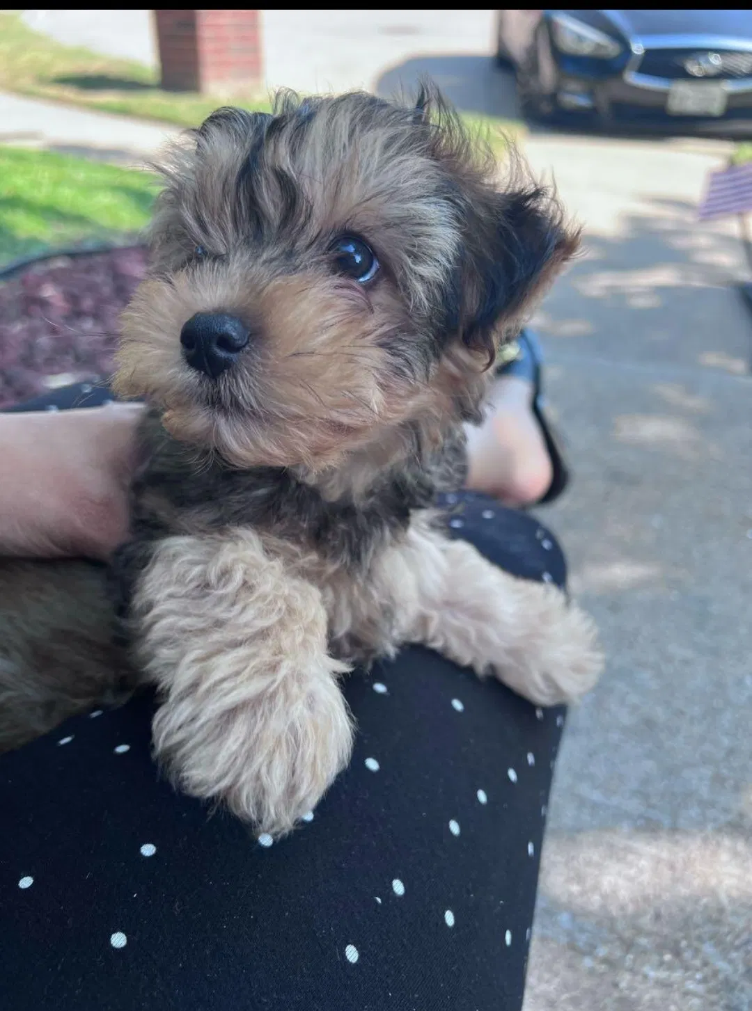 Lost dog in Lancaster, TX, 75134