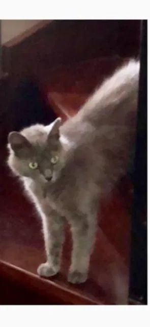 Lost cat in Fort Lauderdale, FL, 33327