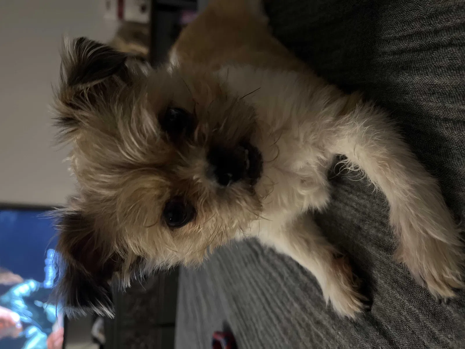 Lost dog in Albuquerque, NM, 87120
