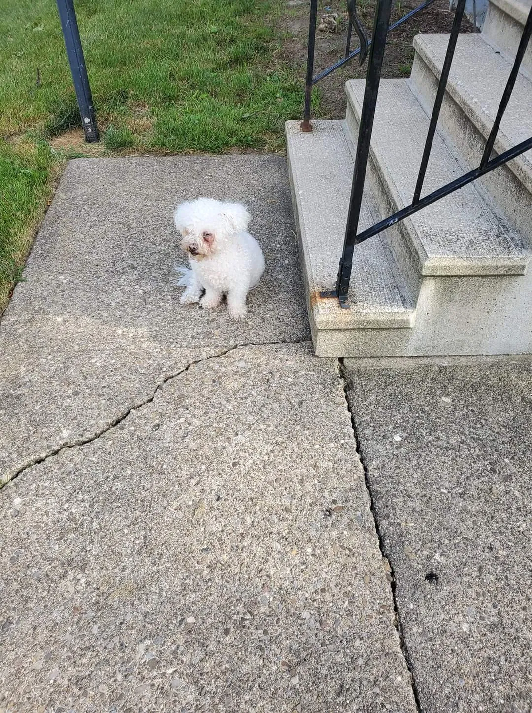 Lost dog in Cleveland, OH, 44105