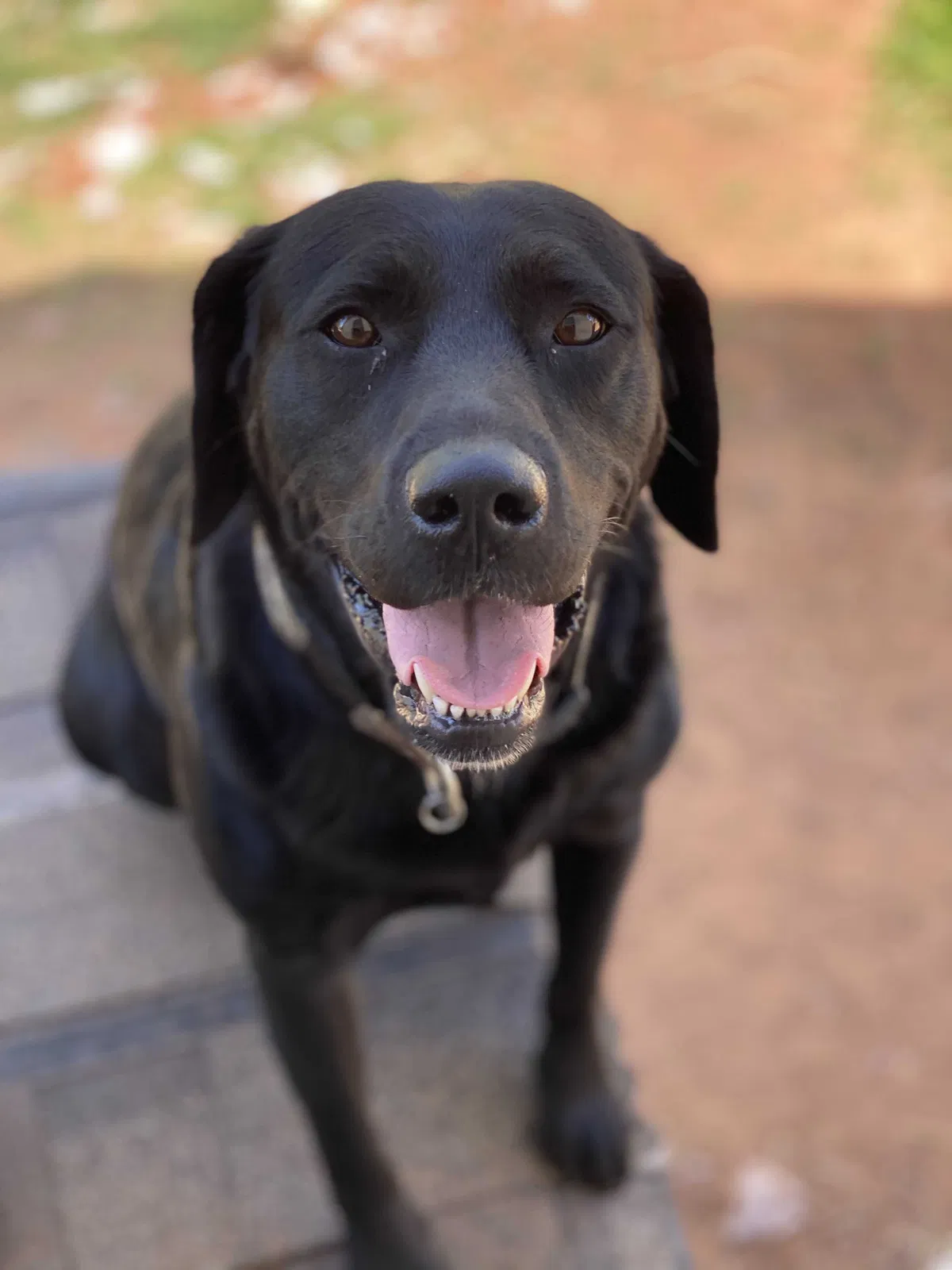 Lost dog in Oklahoma City, OK, 73150