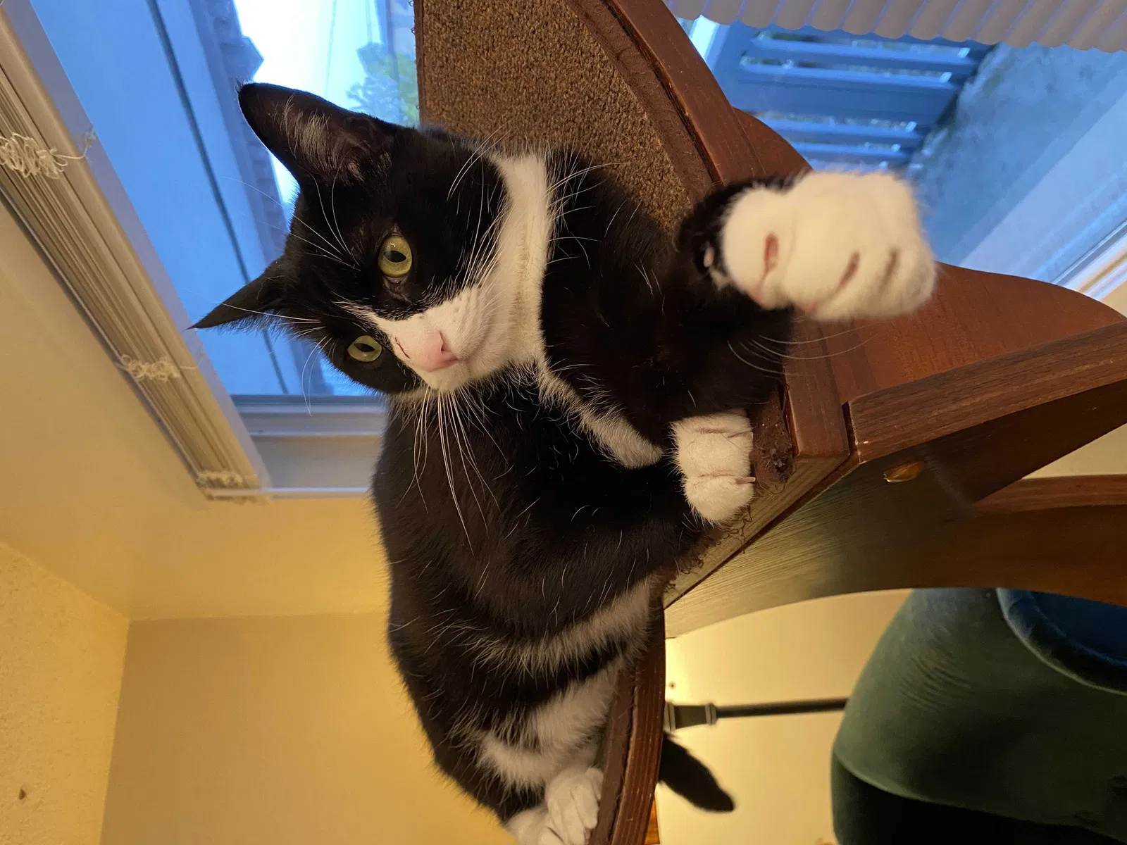 Lost cat in Tacoma, WA, 98403