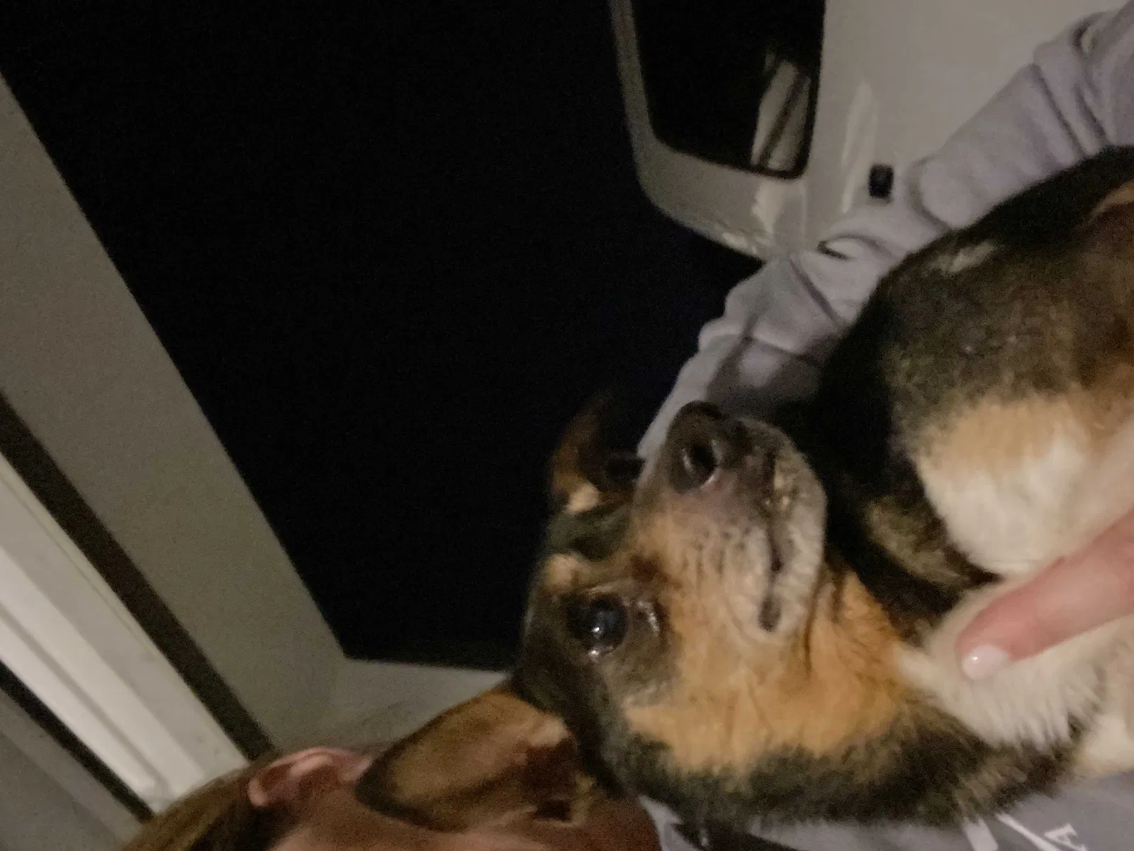 Found dog in Arrington, TN, 37014