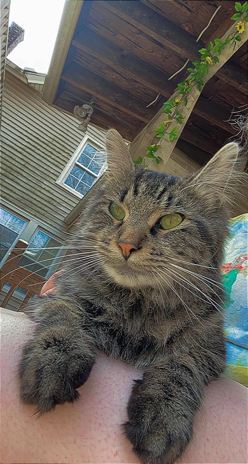 Lost cat in Oakville, CT, 6779