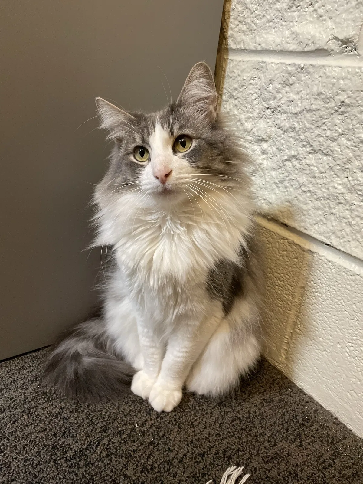 Lost cat in Portland, OR, 97201