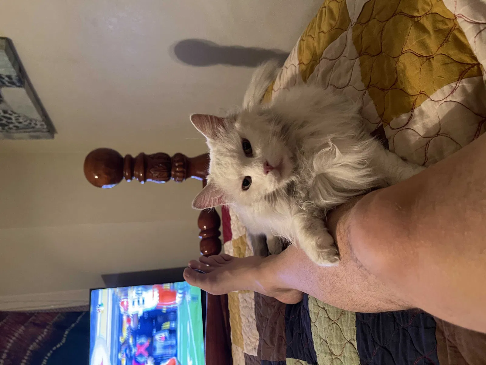 Lost cat in North Las Vegas, NV, 89032