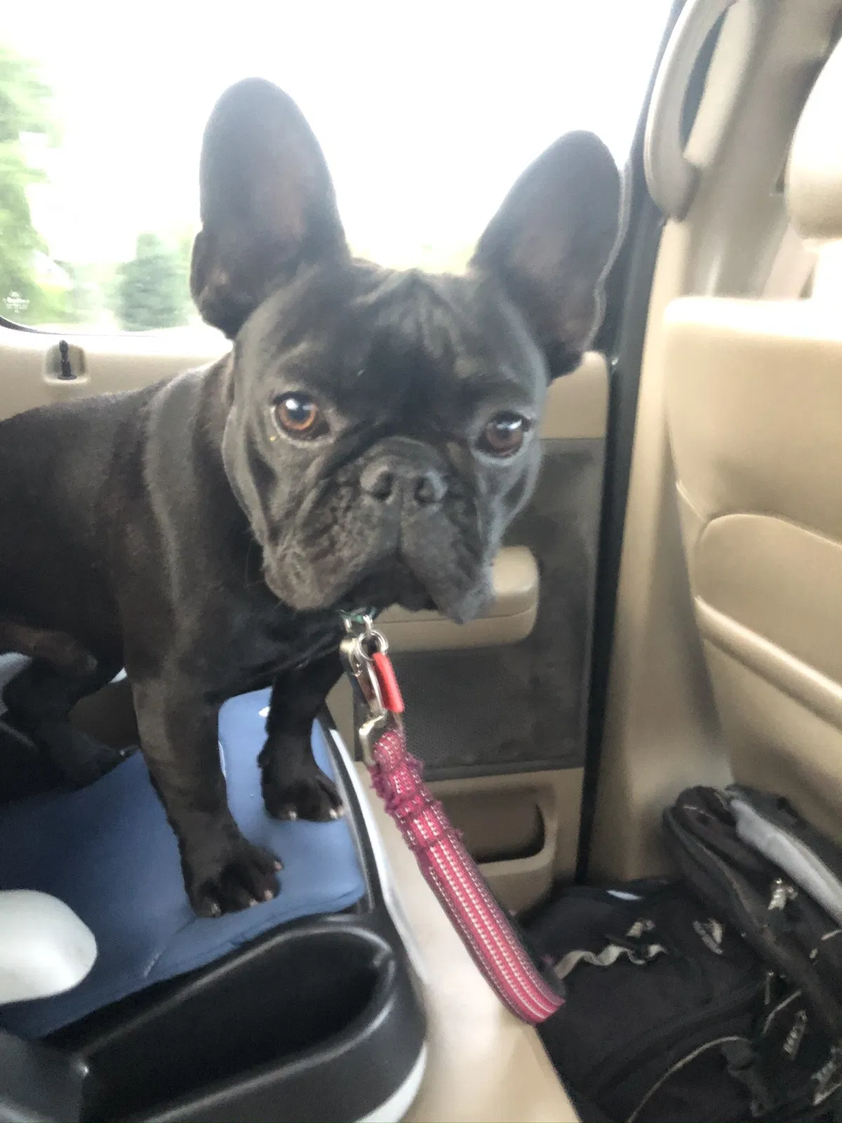Lost dog in Oklahoma City, OK, 73151