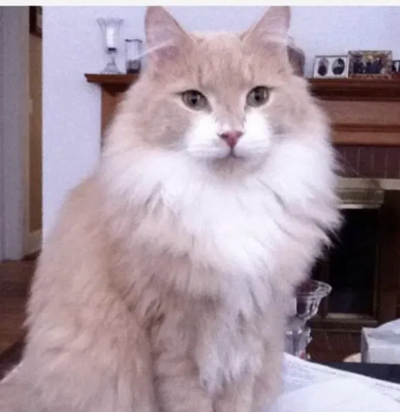 Lost cat in Rindge, NH, 3461