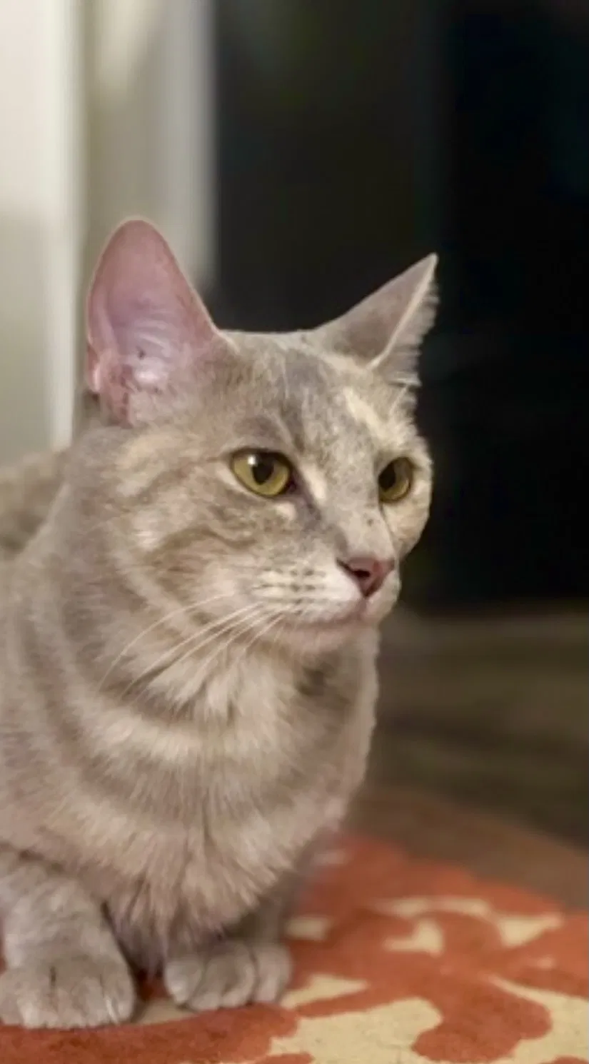 Lost cat in Denton, TX, 76201
