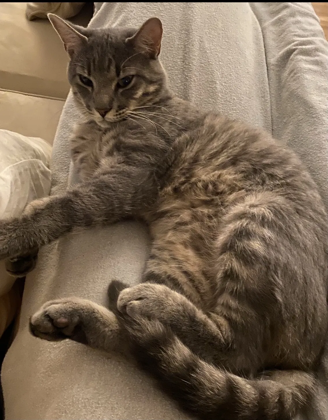 Lost cat in Covington, LA, 70435