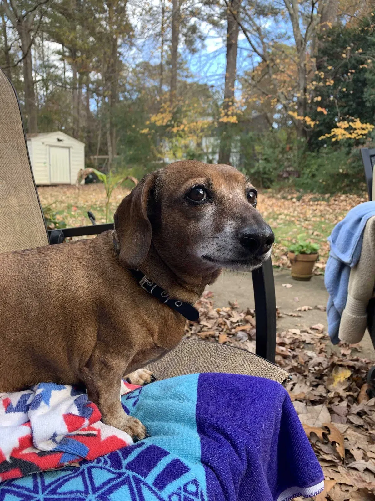 Lost dog in Arnoldsville, GA, 30619