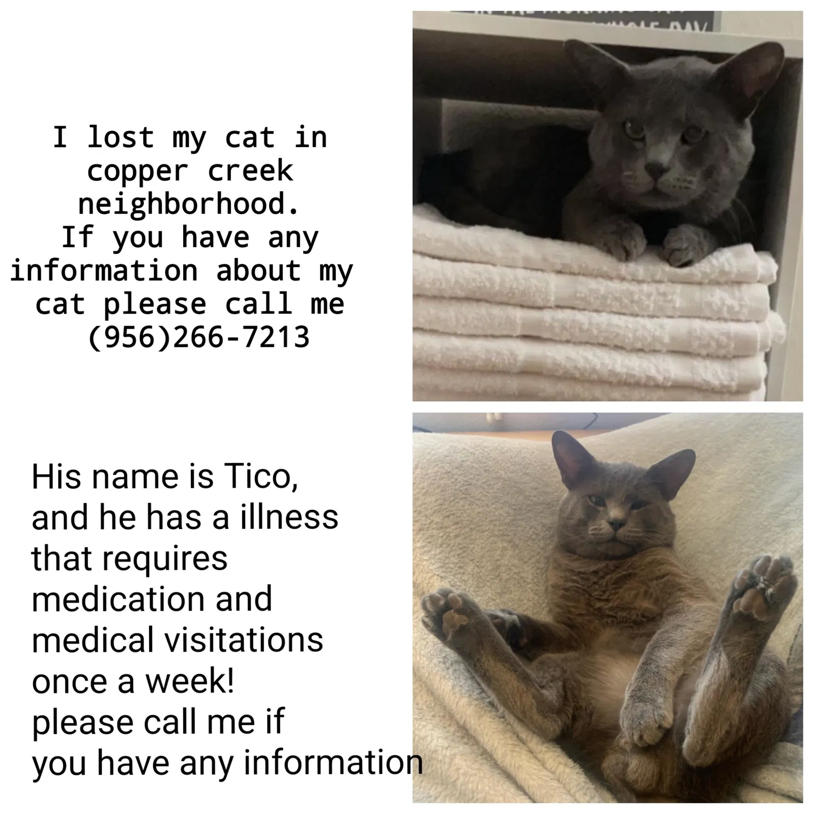 Lost cat in Las Vegas, NV, 89122