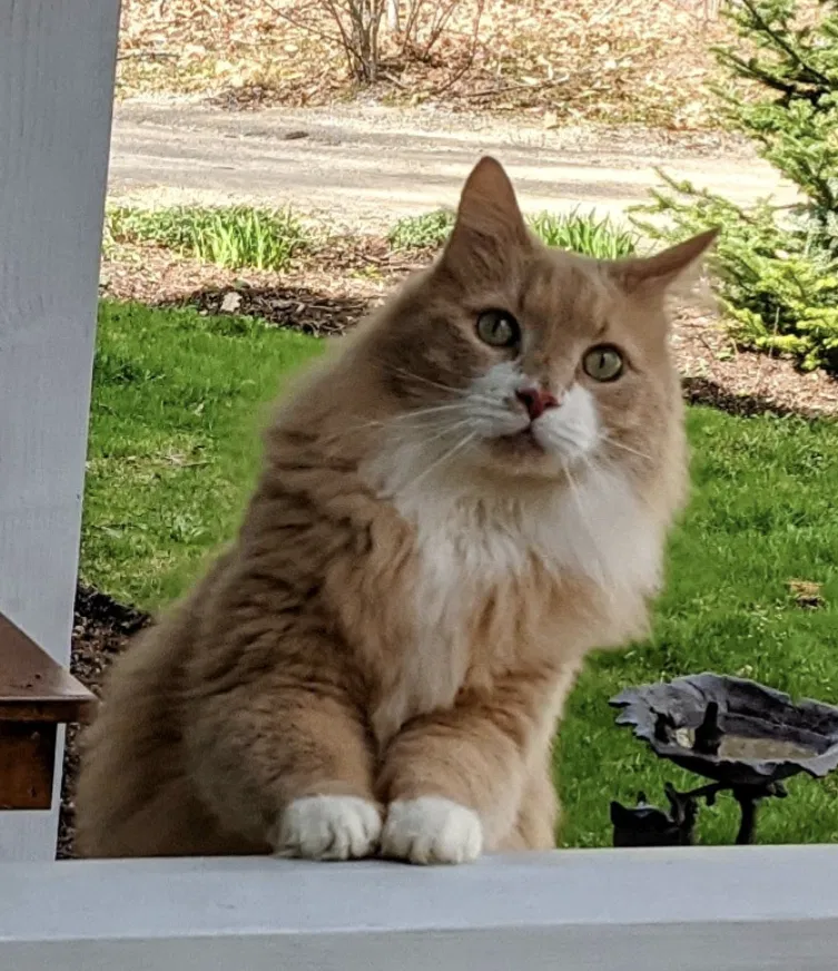 Lost cat in Rindge, NH, 3461