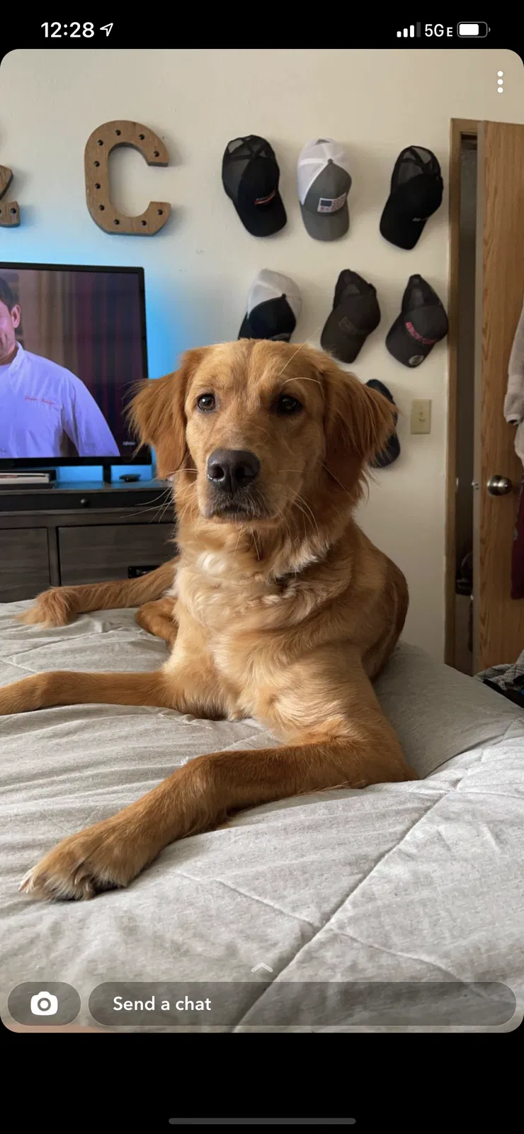 Lost dog in Sandy, OR, 97055