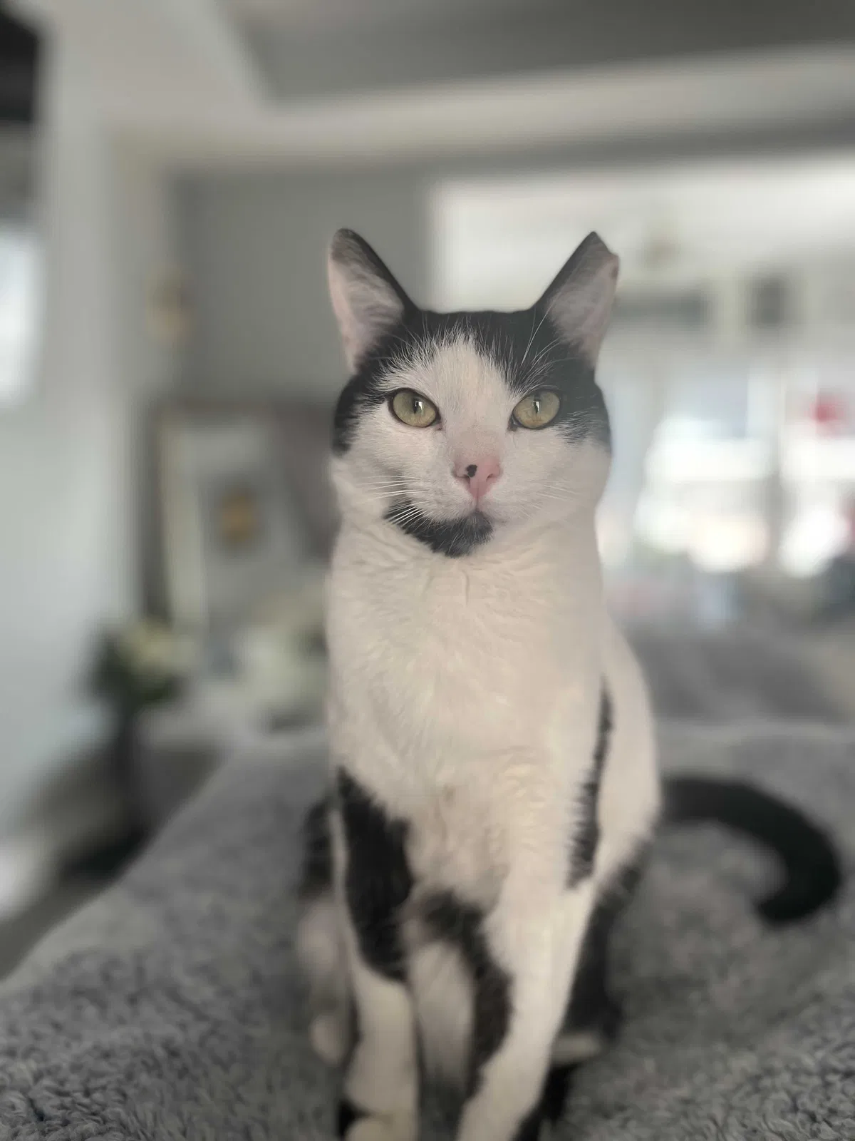 Lost cat in Fayetteville, NC, 28311