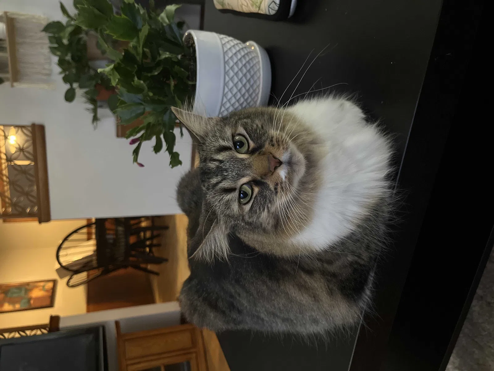 Lost cat in Comstock Park, MI, 49321
