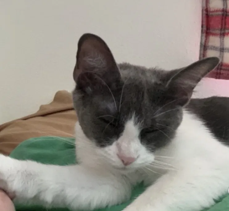 Lost cat in Fredericksburg, VA, 22406