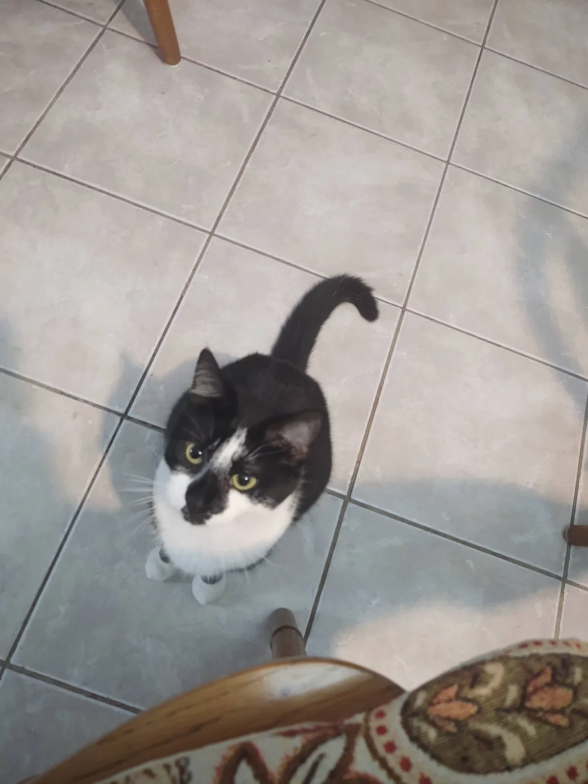 Lost cat in Boonsboro, MD, 21713
