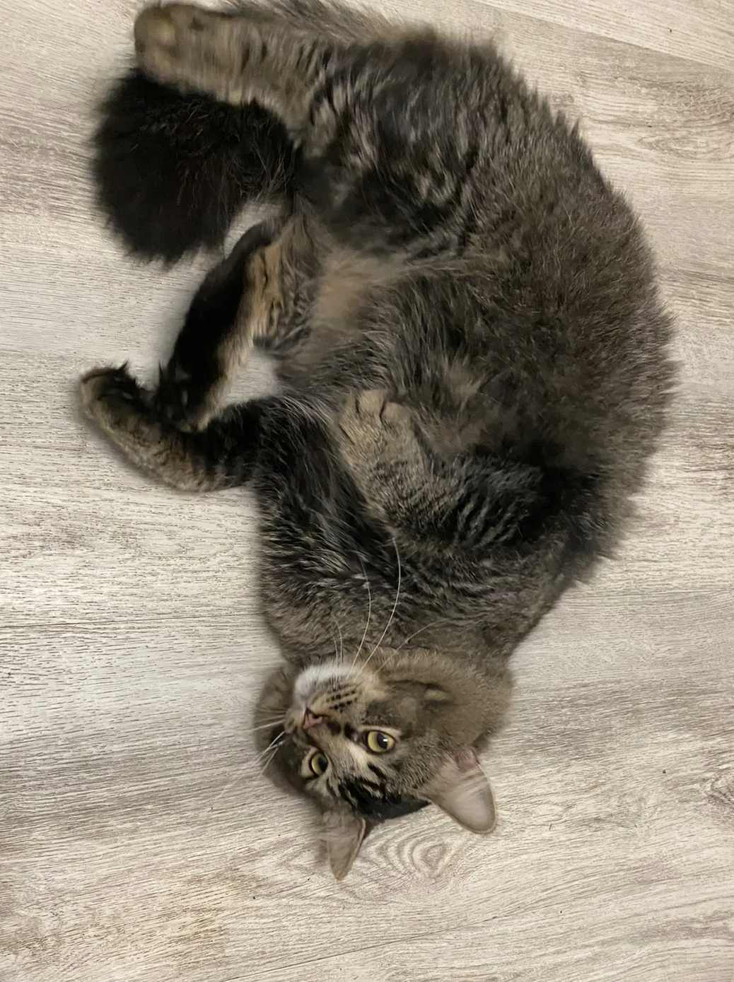 Lost cat in Denver, CO, 80226