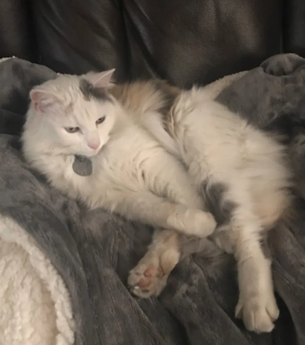Lost cat in Las Vegas, NV, 89128