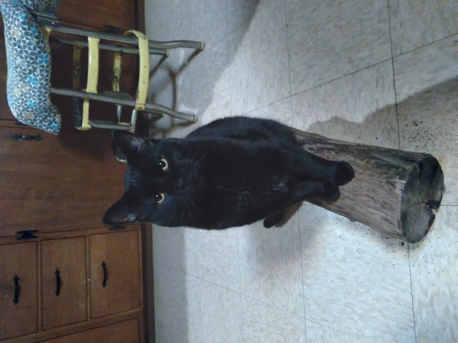 Lost cat in Good Thunder, MN, 56037