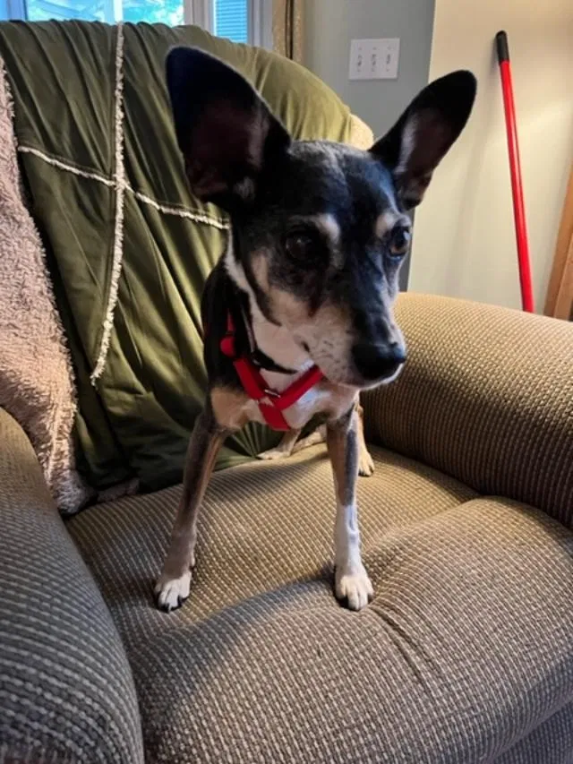 Lost dog in Grand Ledge, MI, 48837
