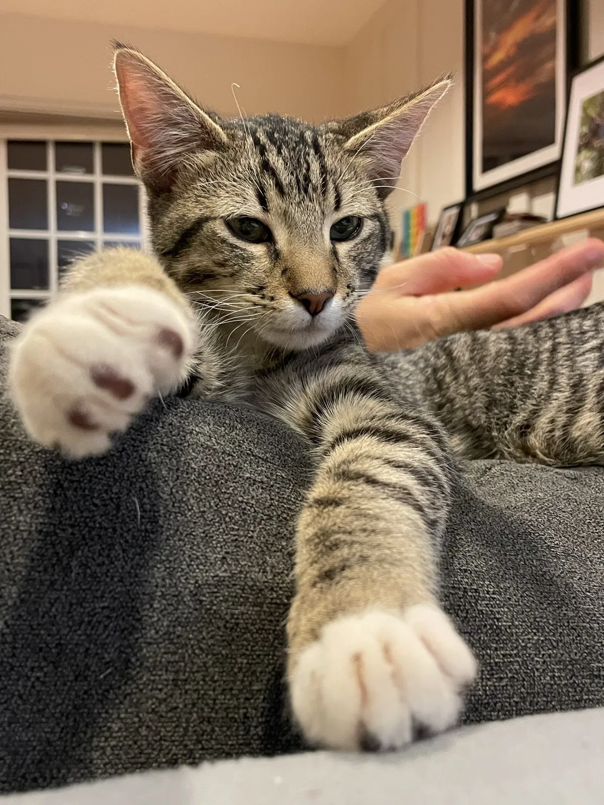 Lost cat in Fallbrook, CA, 92028