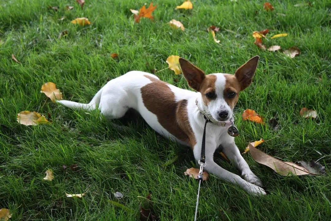 Lost dog in Arlington, TN, 38002