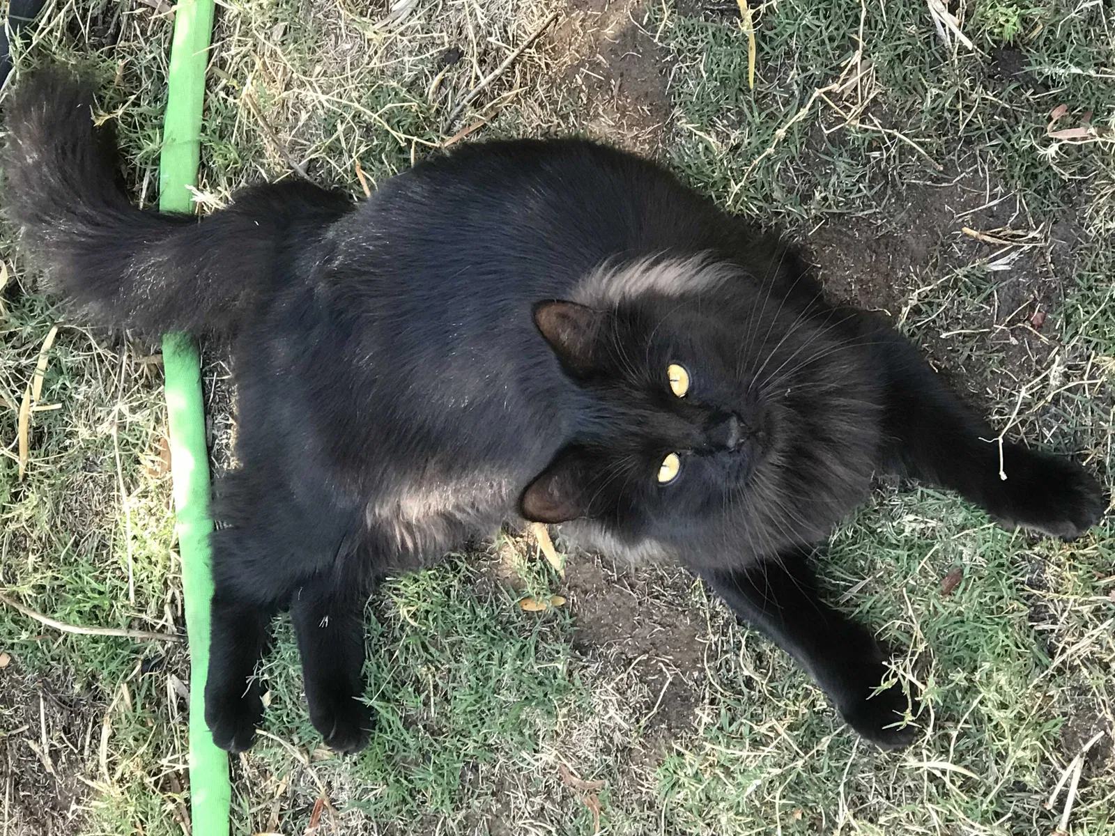 Lost cat in Moreno Valley, CA, 92557