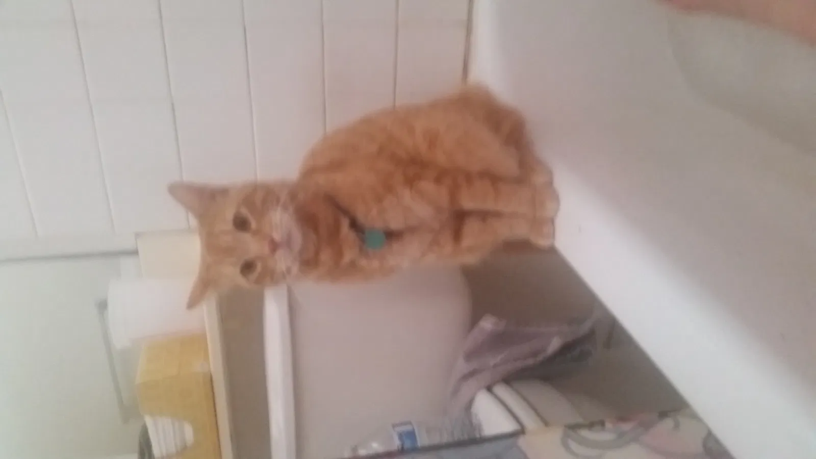Lost cat in Oceanside, CA, 92056