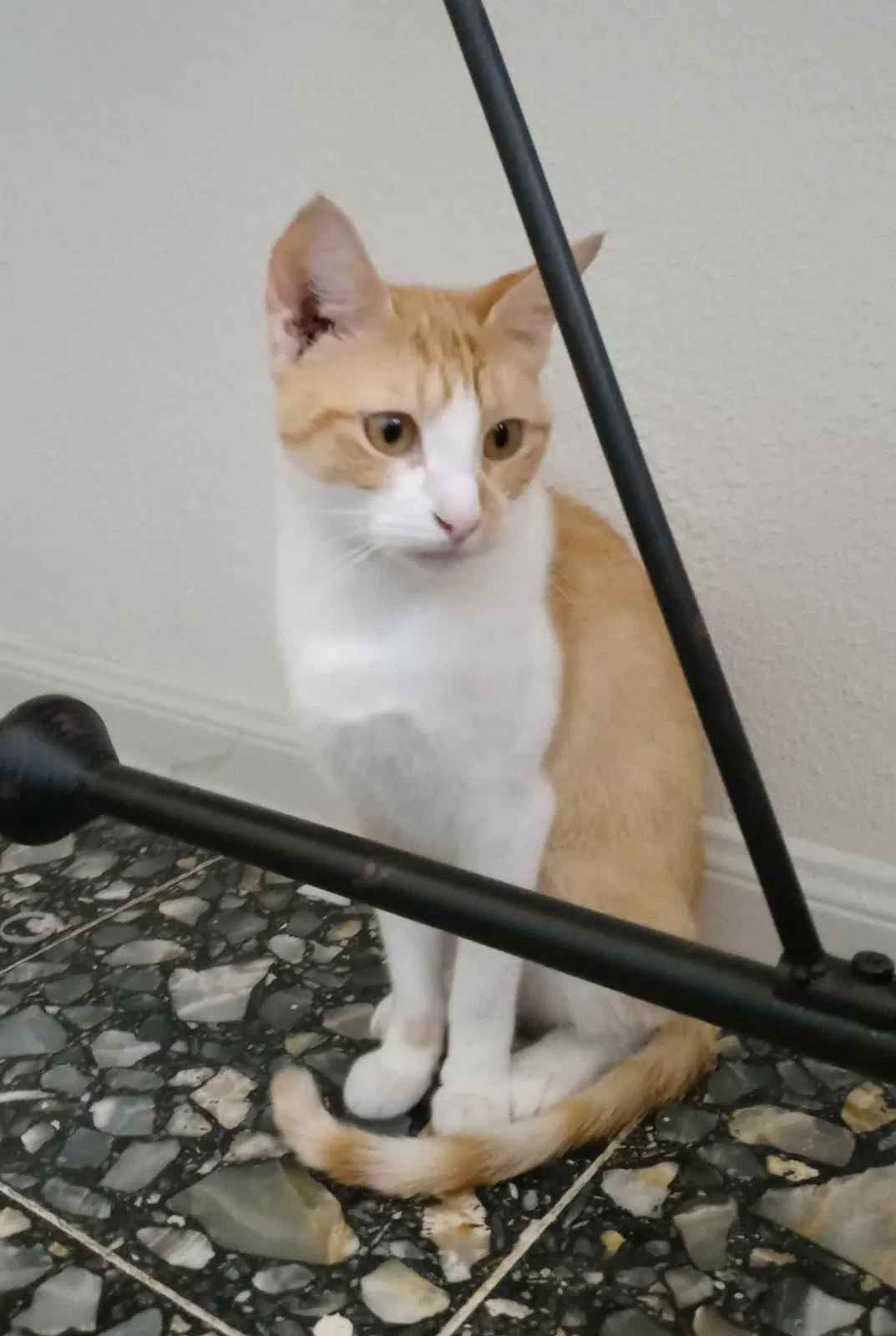 Lost cat in Houston, TX, 77080