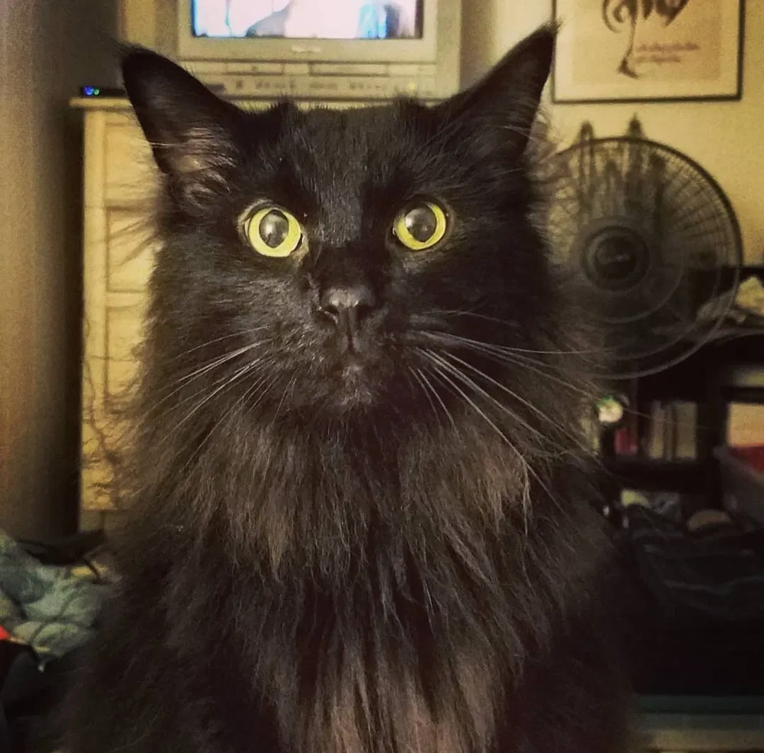 Lost cat in Napoleon, OH, 43545