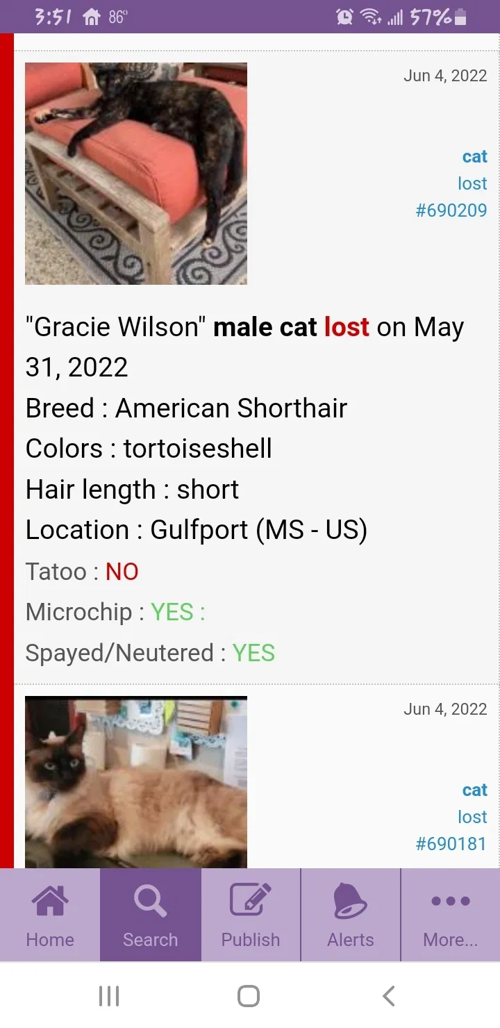 Lost cat in Gulfport, MS, 39501