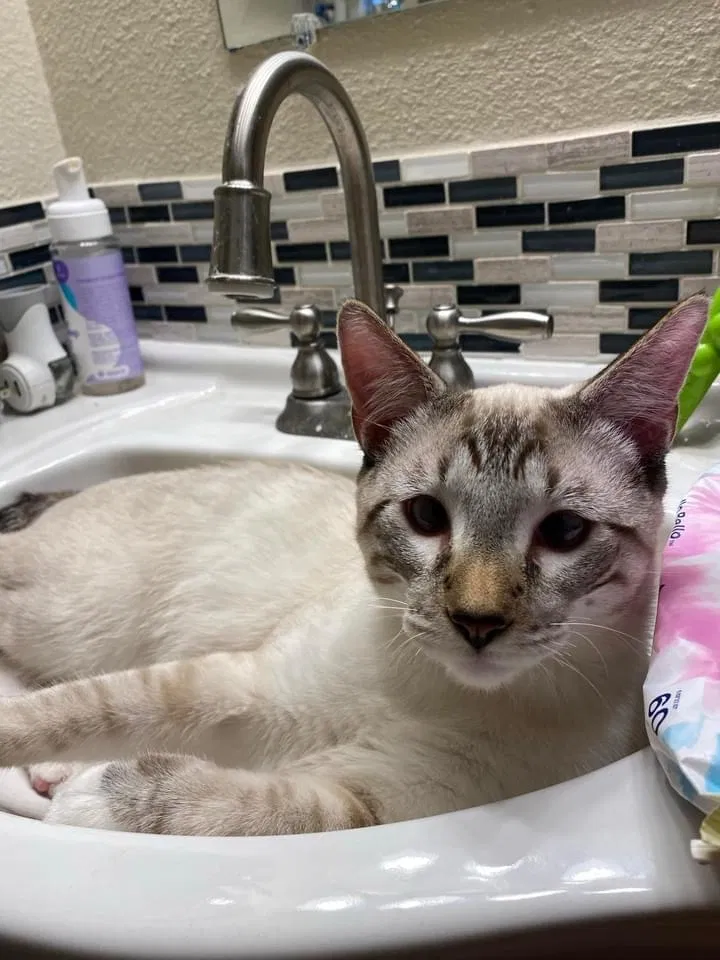 Lost cat in Arvada, CO, 80003