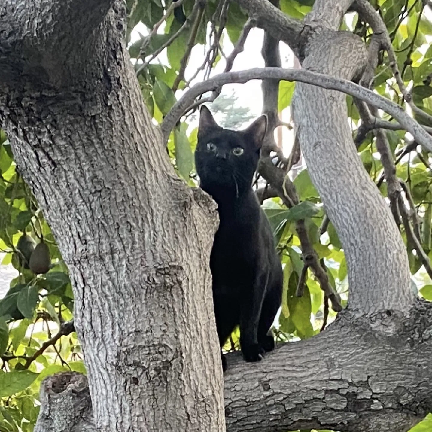 Lost cat in Stanton, CA, 90680