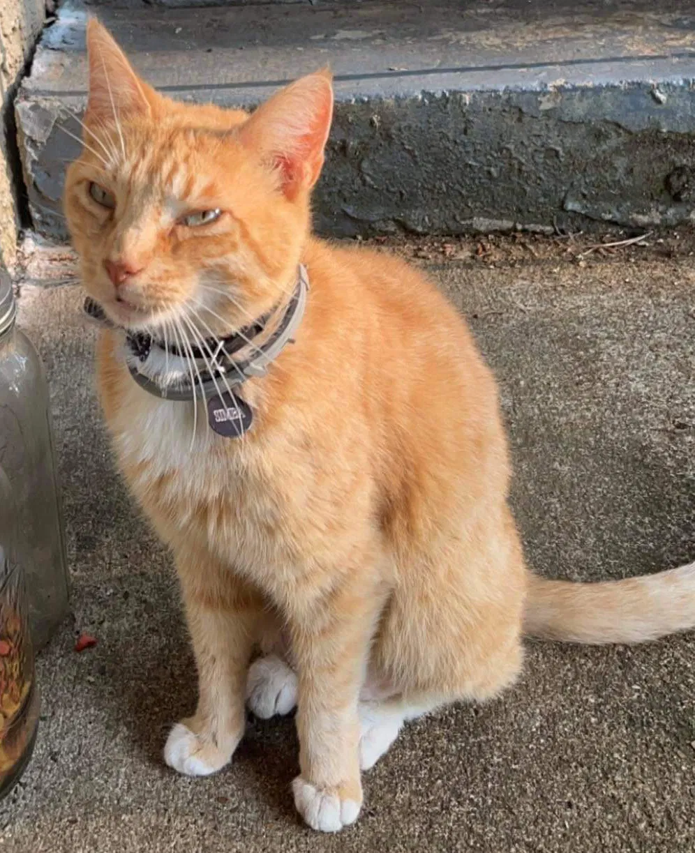 Lost cat in Chattanooga, TN, 37409